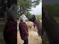 Cute Llama Reacts To Woman Wearing Llama Mask