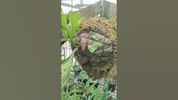 Thời điểm thích hợp để tách và trồng cây ổ rồng. Ghép bảng cây ổ rồng