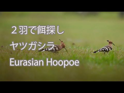 【２羽で餌探し】ヤツガシラ Eurasian Hoopoe