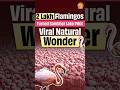 2 Lakh Flamingos Turned Sambhar Lake PINK | Viral Natural Wonder!