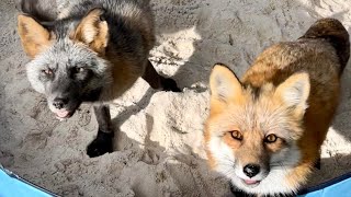 You Can Name These Foxes!