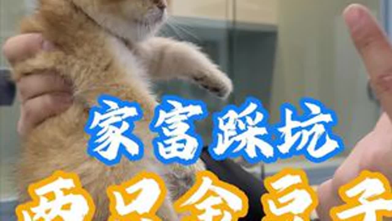 今年第二窝猫，一言难尽啊#记录猫咪日常 #金渐层 #家富说猫
