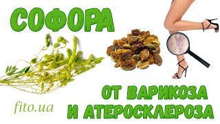 Софора японская польза и применение, как приготовить, противопоказания