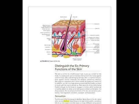 Milady Esthetician: Chapter 3 Physiology & Histology of the Skin - YouTube