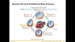 Overview of Protozoa