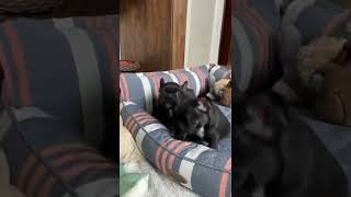 cute babies show some love comments and share #frenchbulldogs #frenchbulldogpuppiesforsale #frenchi