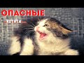 СПАСЕНИЕ ДИКИХ КОТЯТ. КАК НАЙТИ ДОМ КОТЕНКУ?