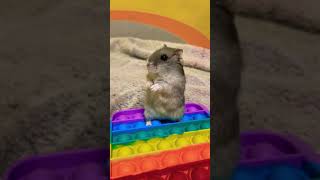 Dancing hamster / хомяк танцует 💃