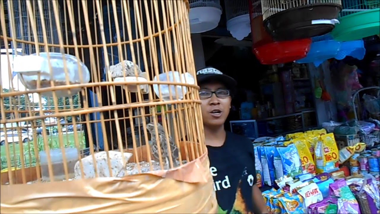 GT-HB #6 Harga Burung Lovebird Kenari Perkutut dll Di Pasar Burung