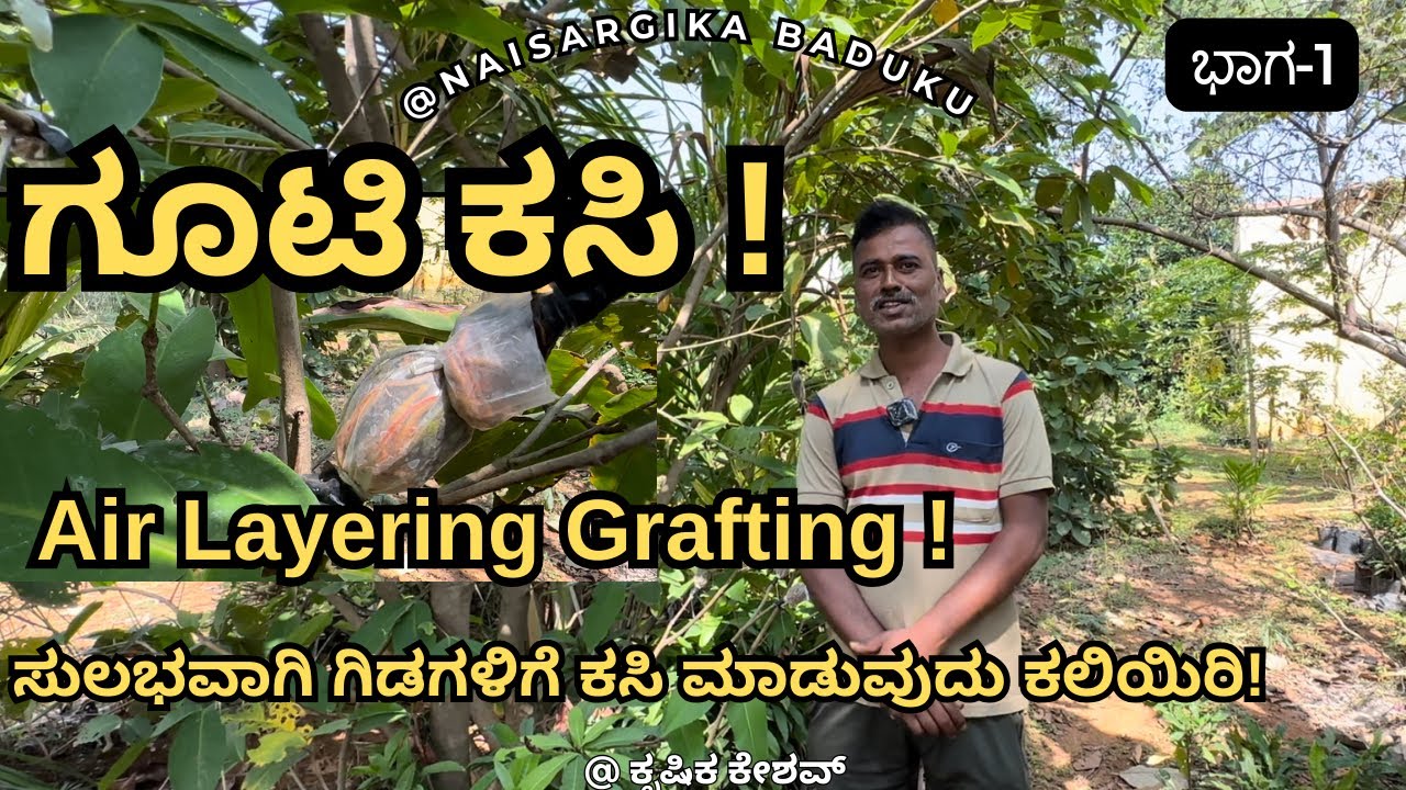 ಗೂಟಿ ಕಸಿ | Air Layering Grafting | ಕಸಿ ಕಟ್ಟೋದು ಎಷ್ಟೊಂದು ಸುಲಭ | Part -1🇮🇳💛❤️