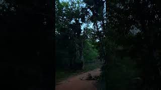 FOREST 💥💯 CMT FOR LOCATION #trendingshorts #shorts #travel #vlogs #tamilvlogs #forest #hiddengems