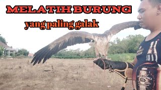 BURON ini baru saya dapat dan langsung saya latih di Deket rumah