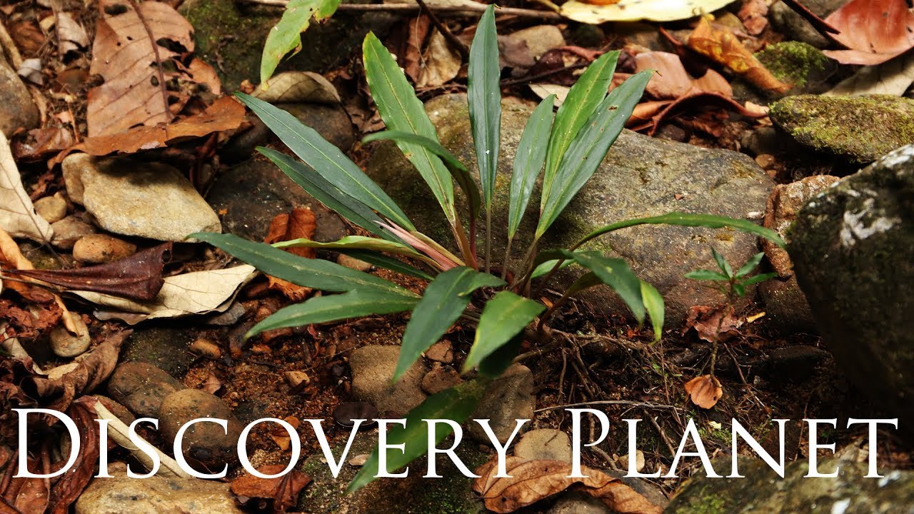 Bucephalandra goliath in West Kalimantan ブセファランドラ ゴリアテ