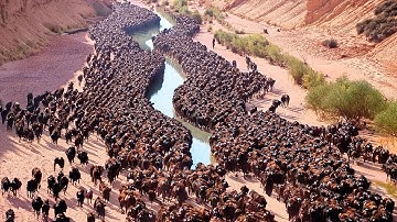 They Put Hundreds of Bisons to the Desert and Left for 10 Years, Result Was Insane