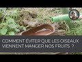 Comment viter que les oiseaux viennent manger tous nos fruits  