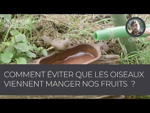 Vidéo: Protection des oiseaux fruitiers - Comment éloigner les oiseaux de vos arbres fruitiers