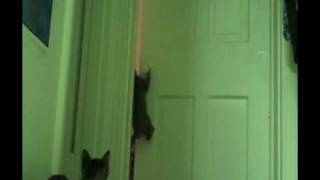 Cute Kitteh Opens The Door!