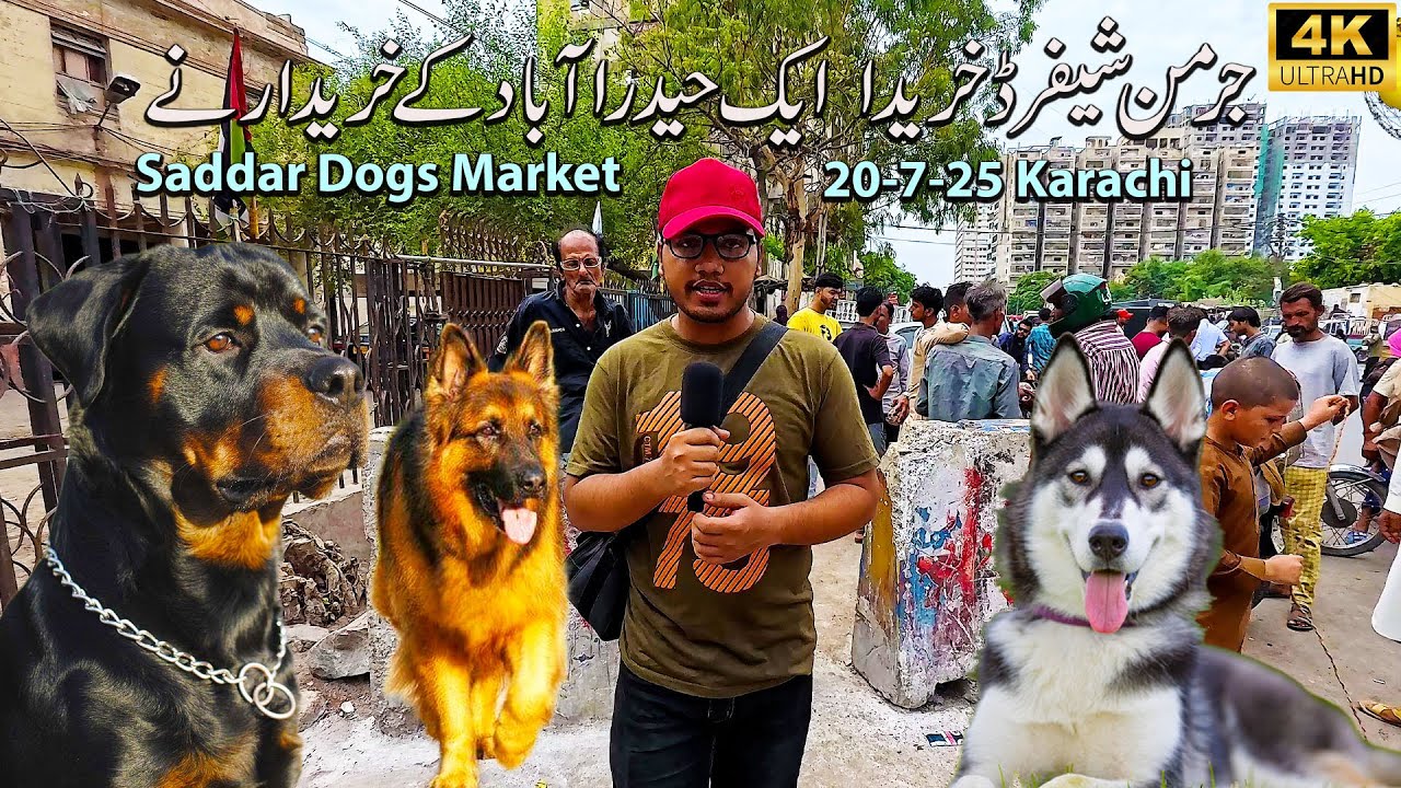 Saddar Exotic Dogs Market 20-7-25 Karachi | German Shepherd Husky Rottweiler and Other Unique Breeds