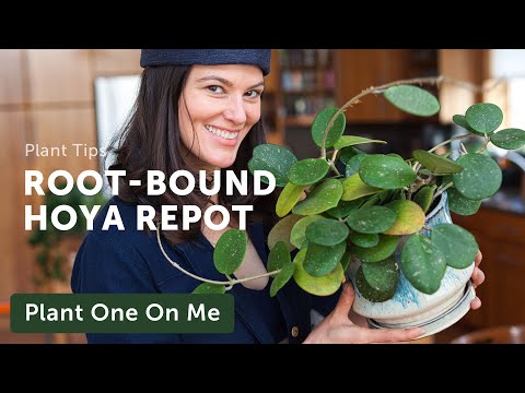 Tips for REPOTTING a ROOT-BOUND HOYA — Ep. 253