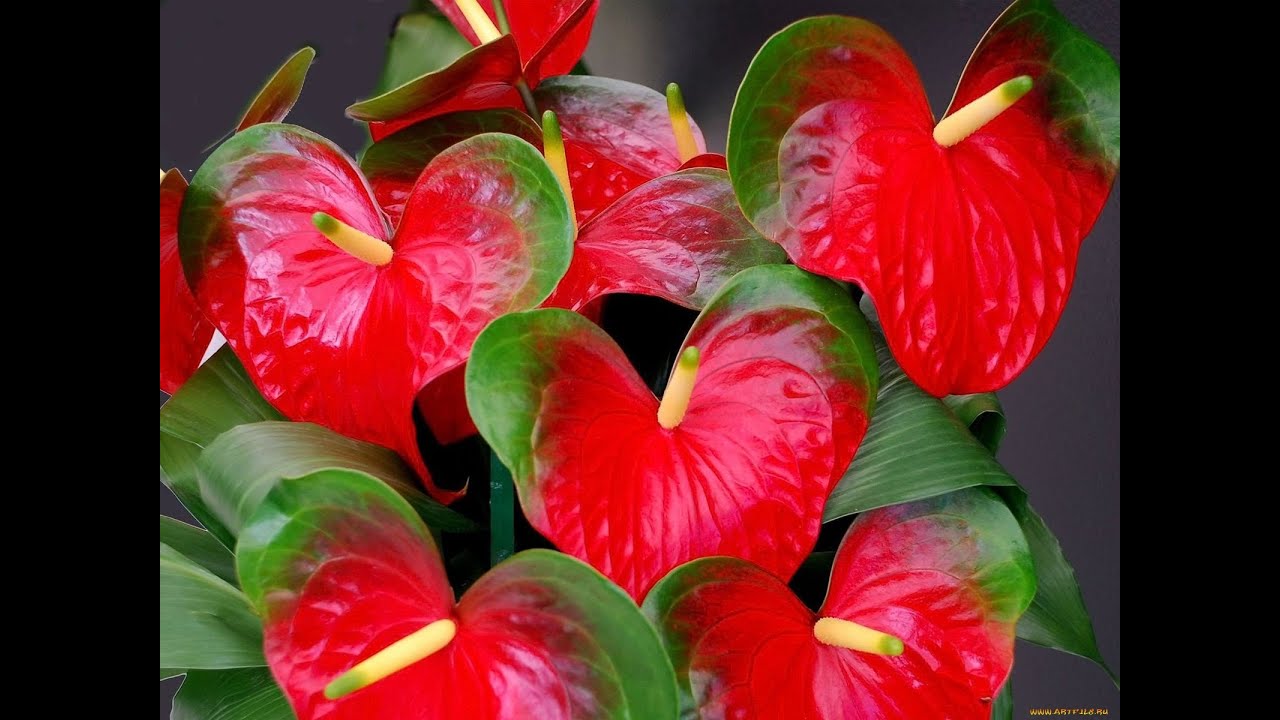 Անթուրիում - խորհրդանիշը «սիրուց պայթող սիրտ»