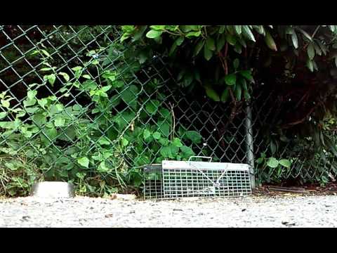 camera iphone 8 plus apk Catching a chipmunk