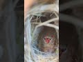 MashaAllah Strawberry finch with 5 chicks Home Breed #strawberryfinch #finch #birdsavairy #monia