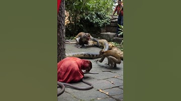 Monkey vs. Python: A Jungle Duel to Remember#MonkeyVsPython, #WildlifeShowdown, #JungleDrama