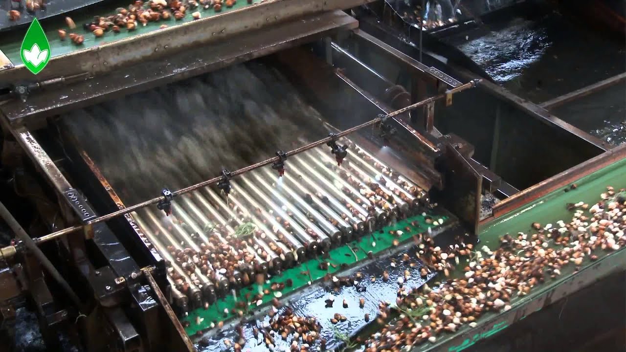 Tulpen spoelen bij Veninga Hijken Bloembollen bv