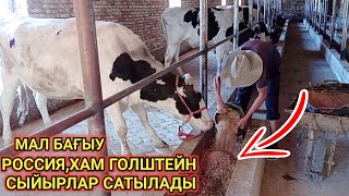 МАЛ ФЕРМА,РОССИЯНЫҢ СЫЙЫРЛАРЫ,ФЕРМА,УЙ САТЫЛАДЫ/BIG BULLS IN THE WORLD/BIG COW