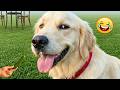 Cats and Dogs Having Zero Common Sense 🤣🐾 The Funniest Animal Clips on YouTube Today!