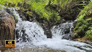 Beautiful Sound Mountain Rivers - Sounds Nature Calming and Relaxing for Sleeeping - Forest River