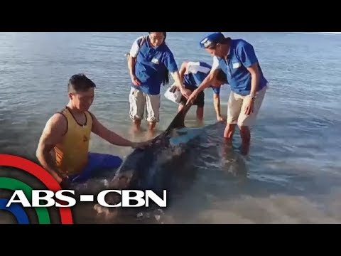 Video: Kung Saan Lumangoy Kasama Ang Mga Dolphin Sa Moscow