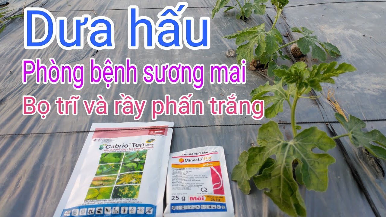 Cách trồng dưa hấu sau tết: P5-Phòng trừ bệnh sương mai, bọ trĩ, rầy phấn trắng hại dưa hấu