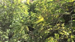 Birds Chirping Outside My Window - Study Abroad in Morocco screenshot 1