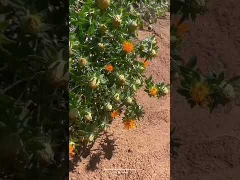 نبات العصفر أو الشوران