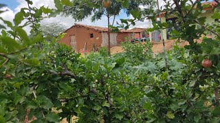 Olha só como Insta linda as plantações da nossa roça. 