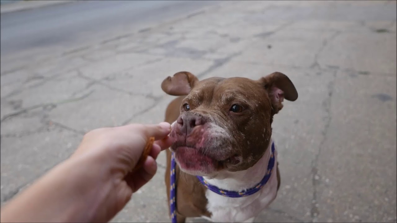 Star - A1122804 - Brooklyn ACC camera iphone 8 plus apk