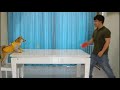 A dog who loves to play table tennis what else can i say its amazing