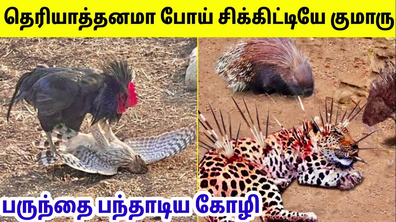 ⁣விலங்குகள் செய்த தவறுகள் #8 | Animals Messed With Wrong Opponents | TAMIL AMAZING FACTS | Animals