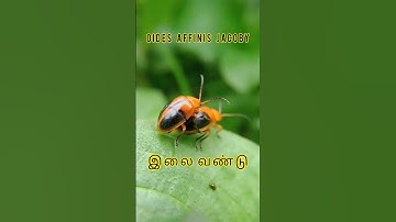 leaf beetle | இலை வண்டு #shorts #shorts videos #shorts feed