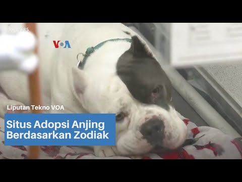 Video: Apakah anjing memiliki zodiak?