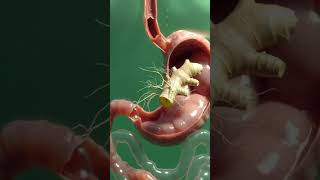 “What Happens When You Eat Ginger? | 3D Medical Animation” #youtube #medpearls #foamed