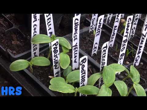 Video: Groentesaad vir beginners: Maklik om groentesade te plant