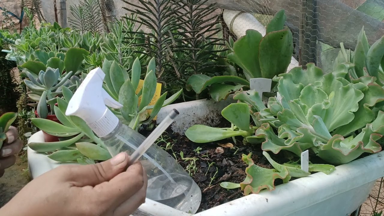 Como essa suculenta se multiplica vem ver Walter lilly #plantas #suculentas e manutenção .