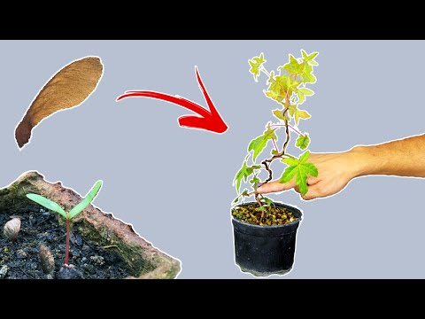 Vidéo: Guide de semis de graines de ginseng : Apprenez à planter des graines de ginseng