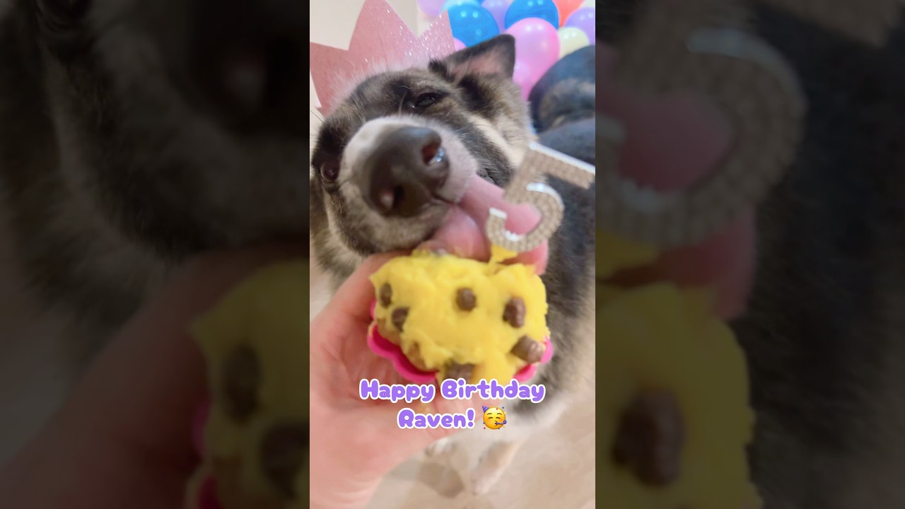 Best Boy Brodie YouTube