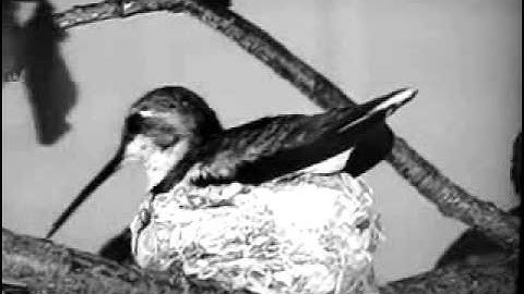 Lucy Black Chinn Hummingbird Nest Building