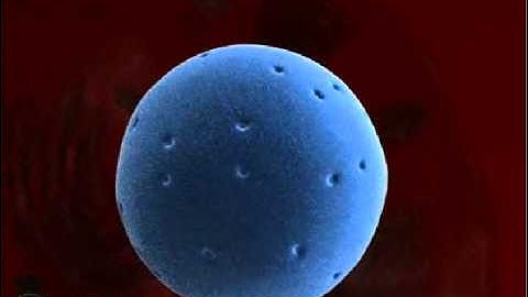 Nucleolus 3-D