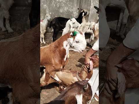 حيوانات تيس  ضحك ماعز مقاطع مضحكة    عنزة ماعز ضحك