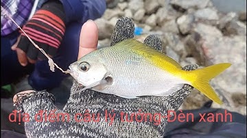 Địa điểm câu cá biển vũng tàu - Đèn xanh